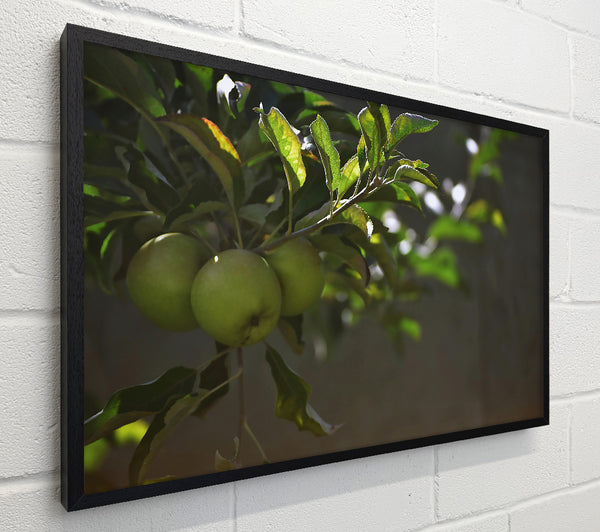 Green Apples In Sunlight.