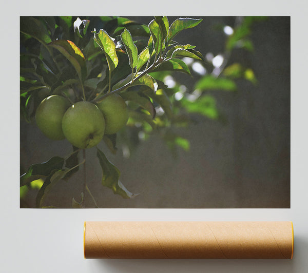 Green Apples In Sunlight. Poster