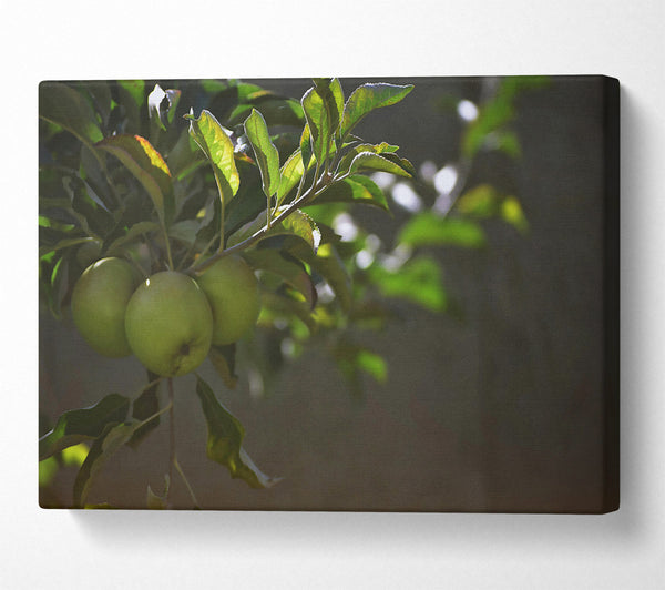  A Canvas Print of Green Apples In Sunlight. Canvas Print