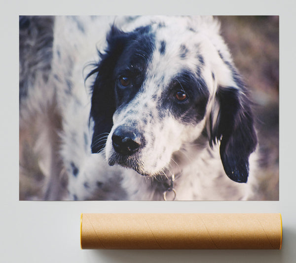 Black & White Gaze Giclee Print