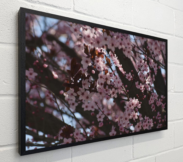 Pink Blossom Dreams