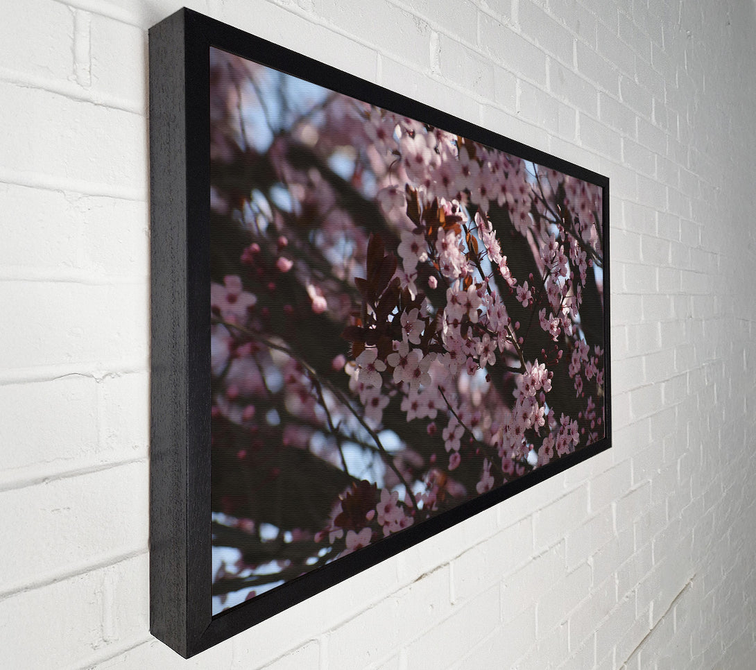  A Canvas Print of Pink Blossom Dreams Canvas Print