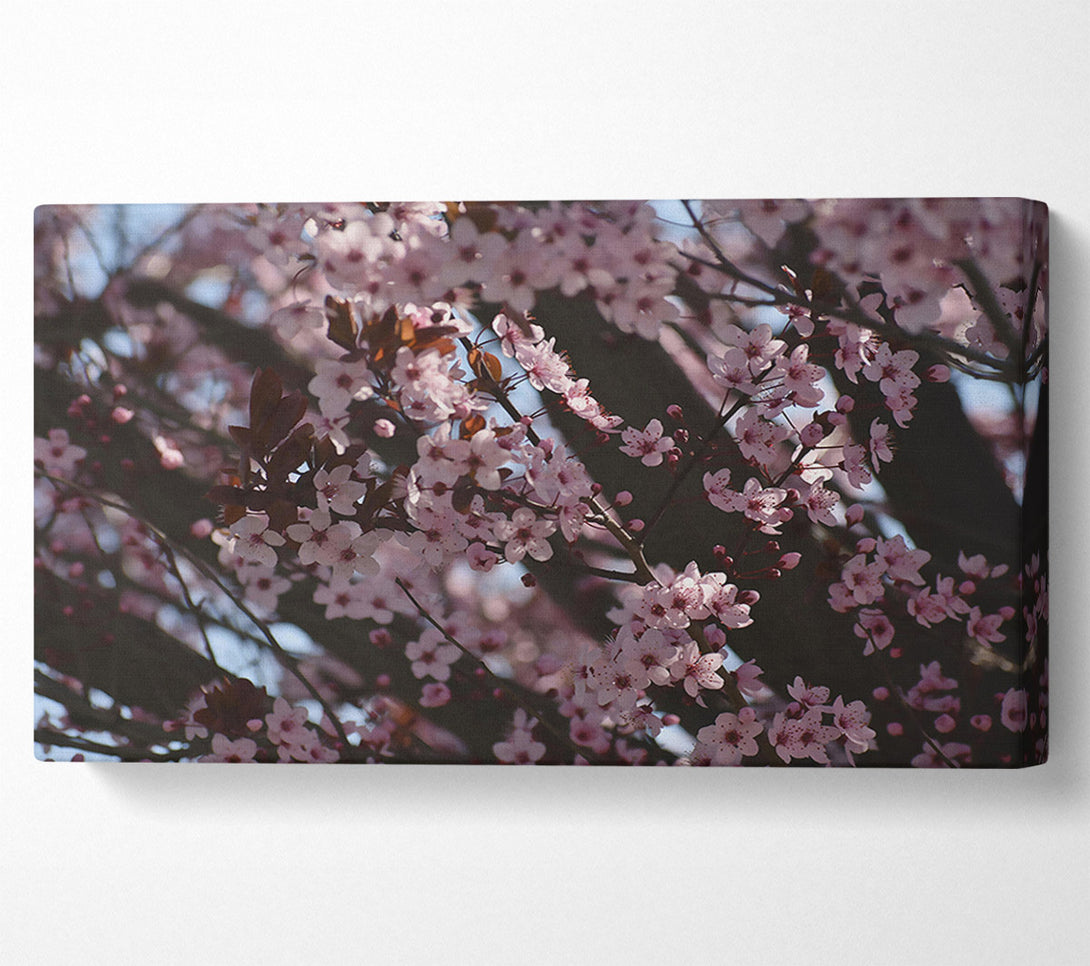  A Canvas Print of Pink Blossom Dreams Canvas Print