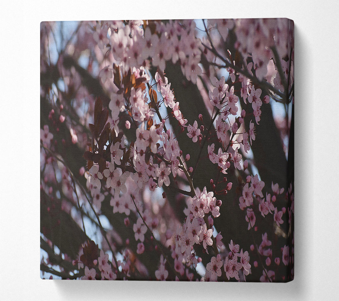  A Canvas Print of Pink Blossom Dreams Canvas Print