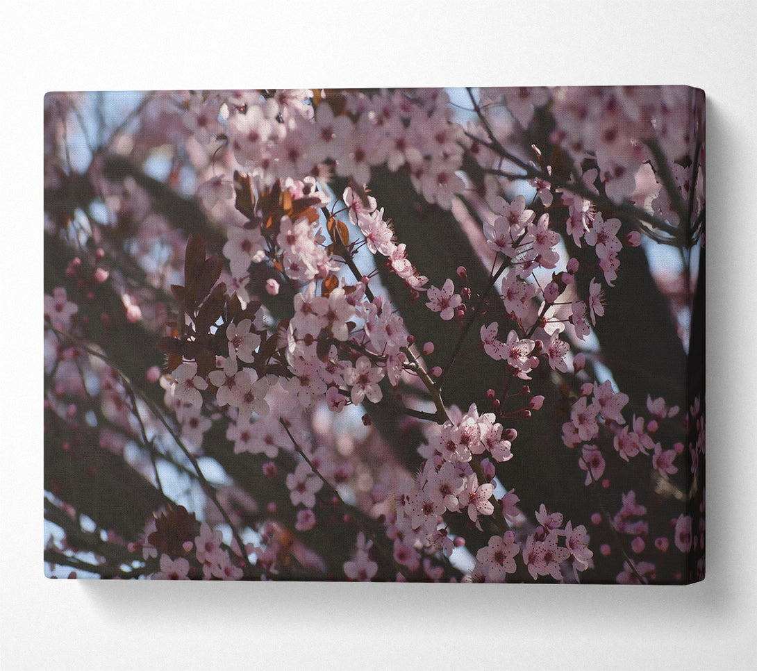  A Canvas Print of Pink Blossom Dreams Canvas Print