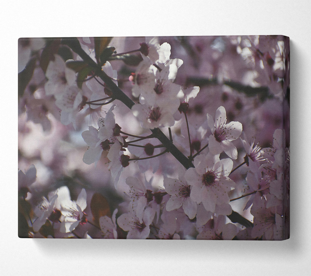  A Canvas Print of Pale Pink Blossoms Canvas Wall Art