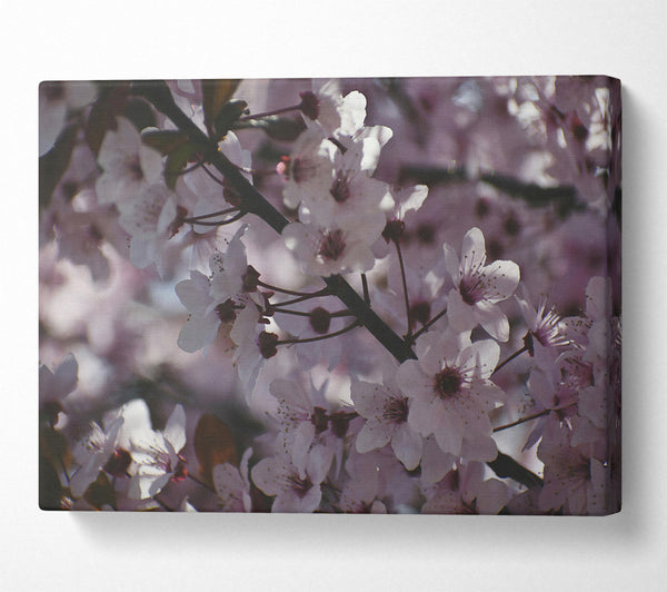  A Canvas Print of Pale Pink Blossoms Canvas Wall Art