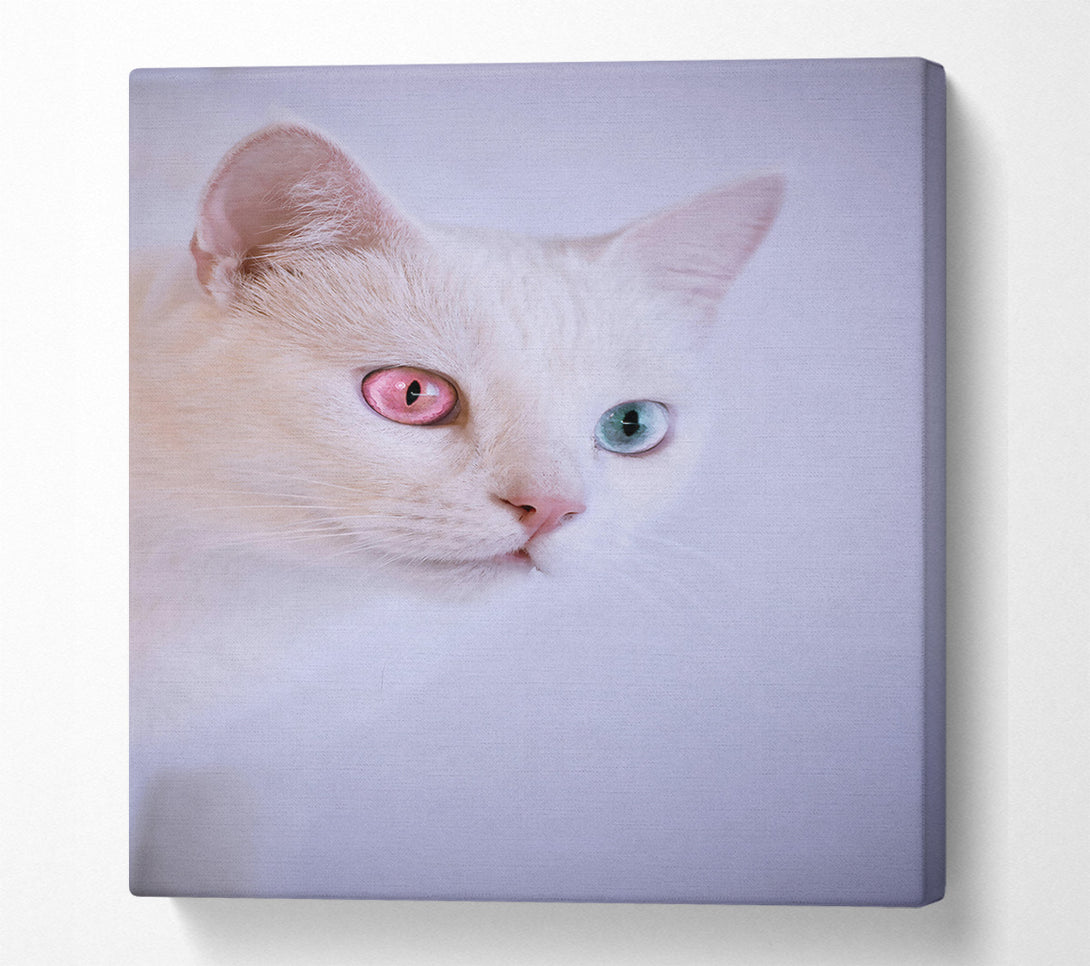  A Canvas Print of Pink-Eyed Wonder Canvas Print