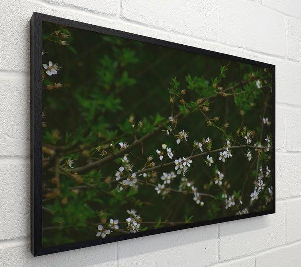 Green Branch White Blooms