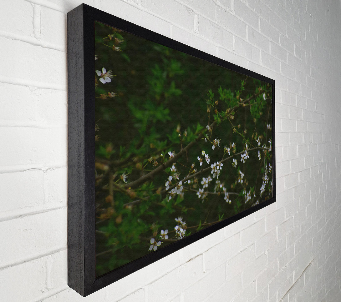  A Canvas Print of Green Branch White Blooms Canvas Print