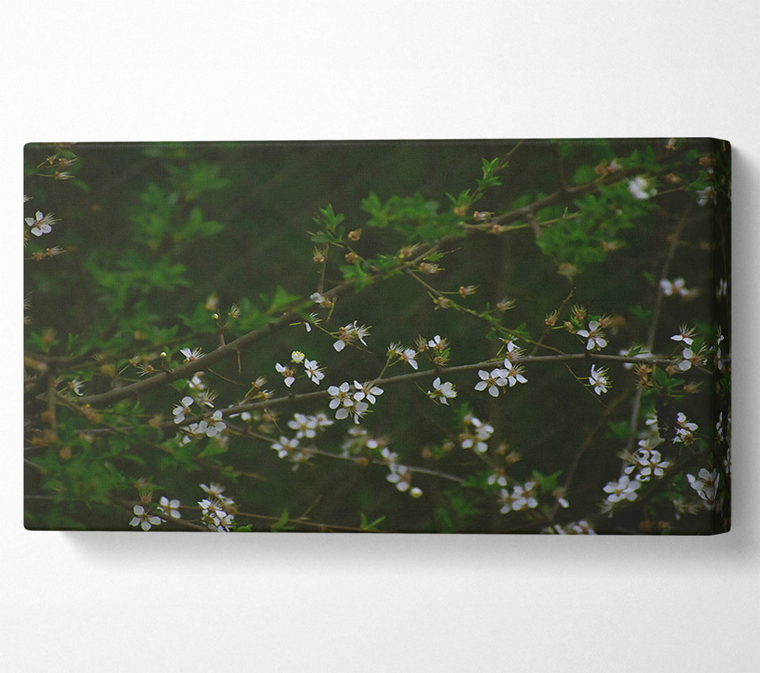  A Canvas Print of Green Branch White Blooms Canvas Print