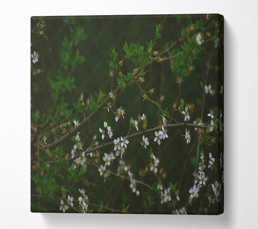  A Canvas Print of Green Branch White Blooms Canvas Print