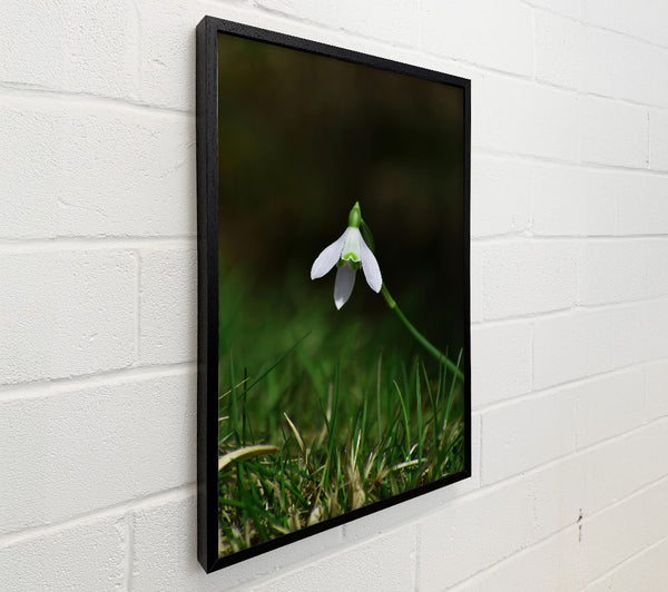 Green And White Snowdrop