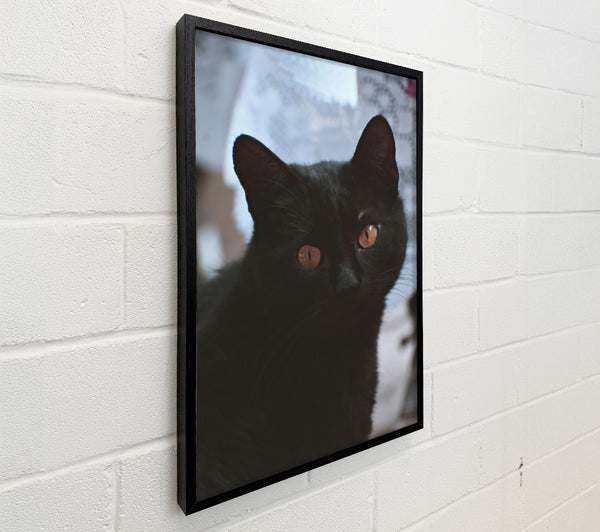 Black Cat'S Amber Eyes