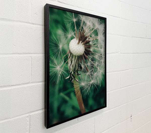 Green Dandelion Wishes