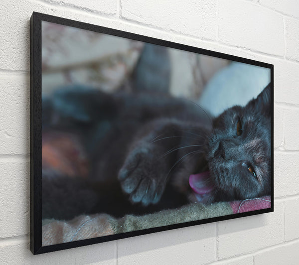 Grey Cat Dreams