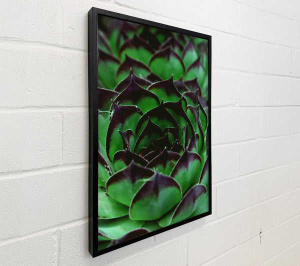 Emerald Green Succulent