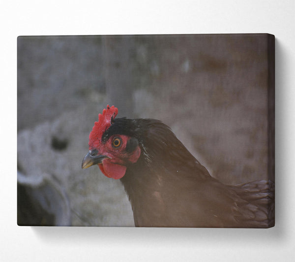  A Canvas Print of Red Comb Gaze Canvas Wall Art