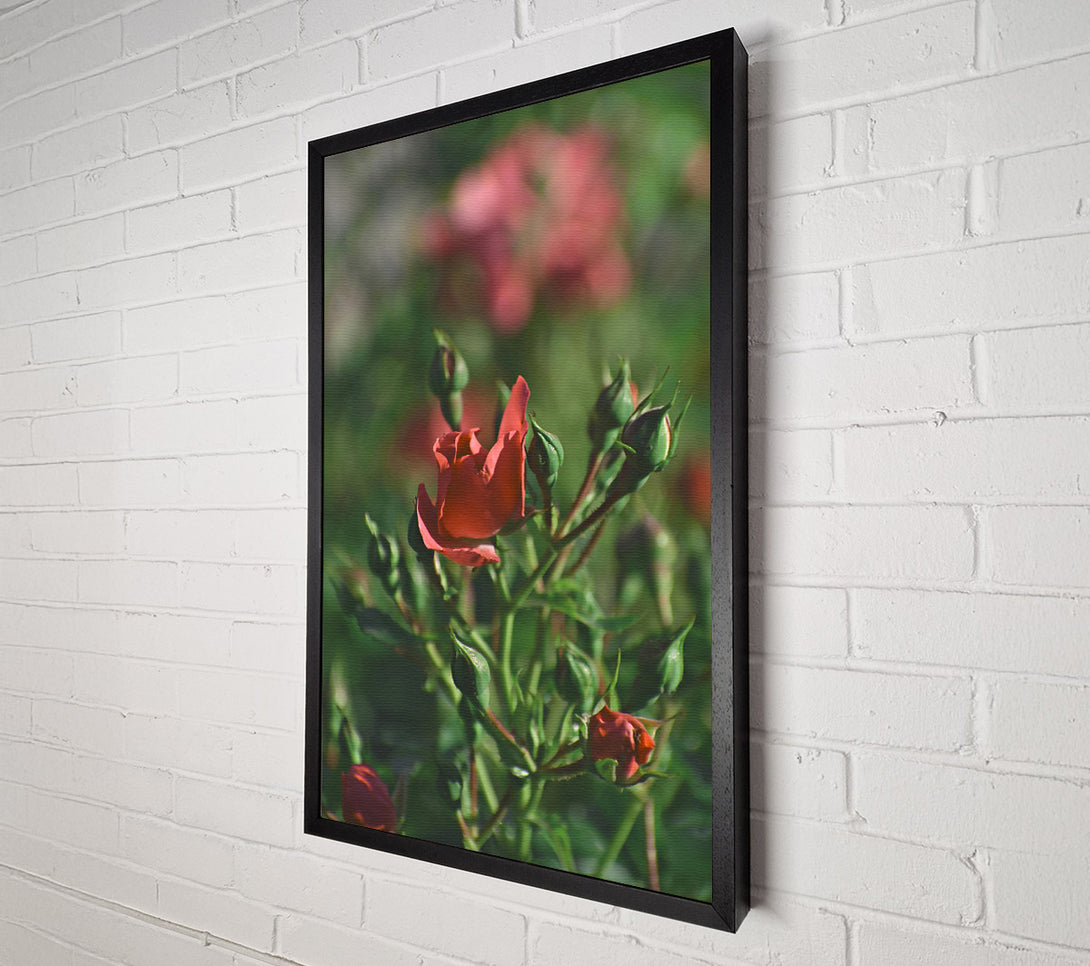  A Canvas Print of Crimson Rose Budding Canvas Art