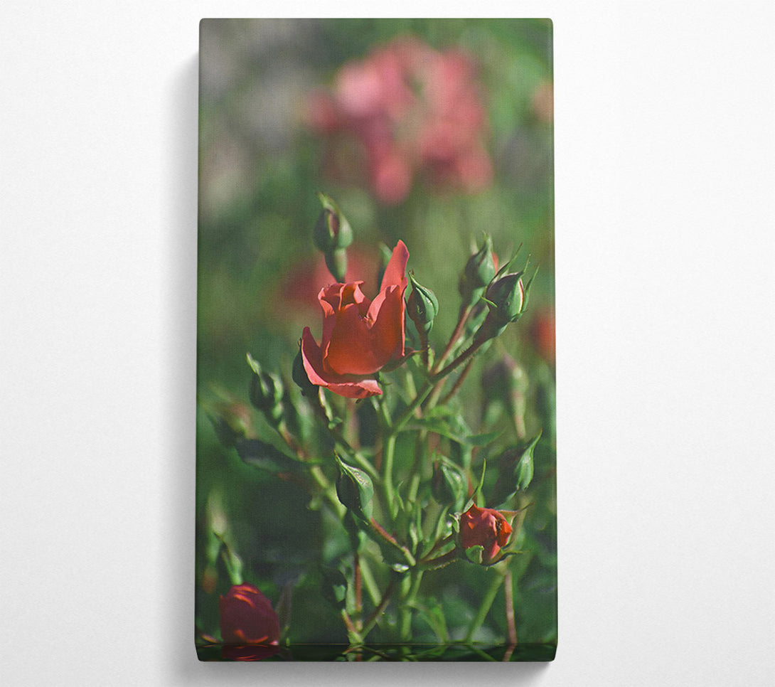  A Canvas Print of Crimson Rose Budding Canvas Art
