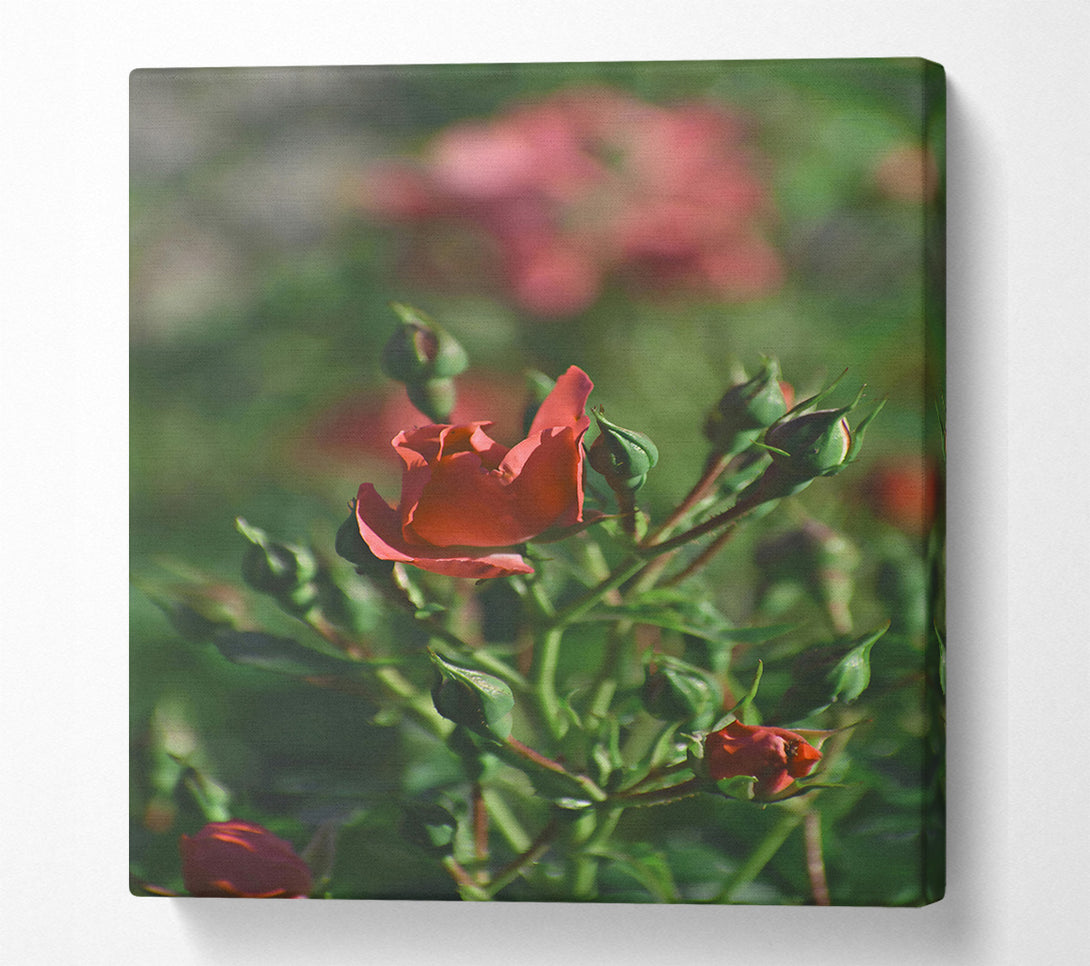  A Canvas Print of Crimson Rose Budding Canvas Art