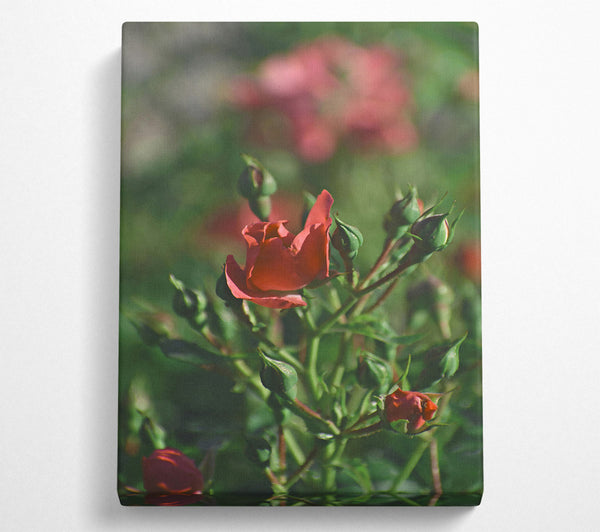  A Canvas Print of Crimson Rose Budding Canvas Art