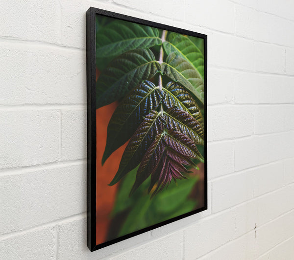 Purple Veined Leaves