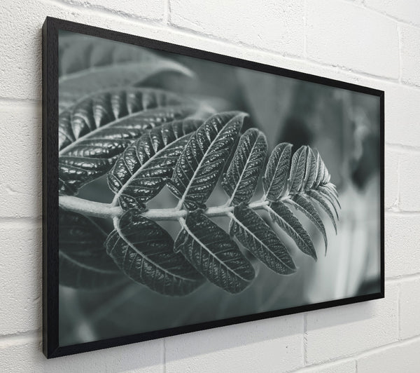 Gray Leaf Branch