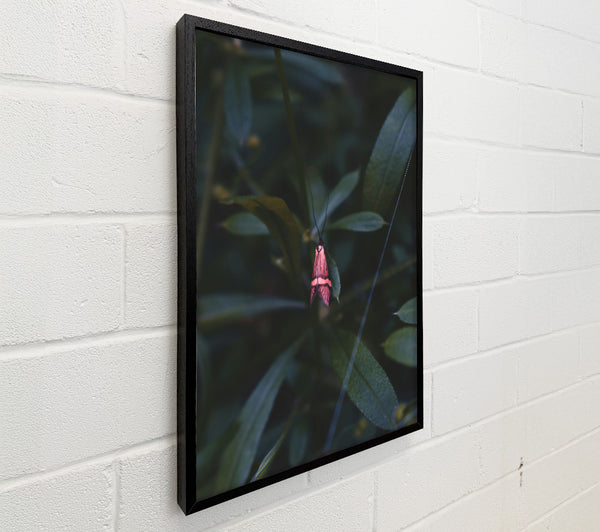 Pink Moth In The Green