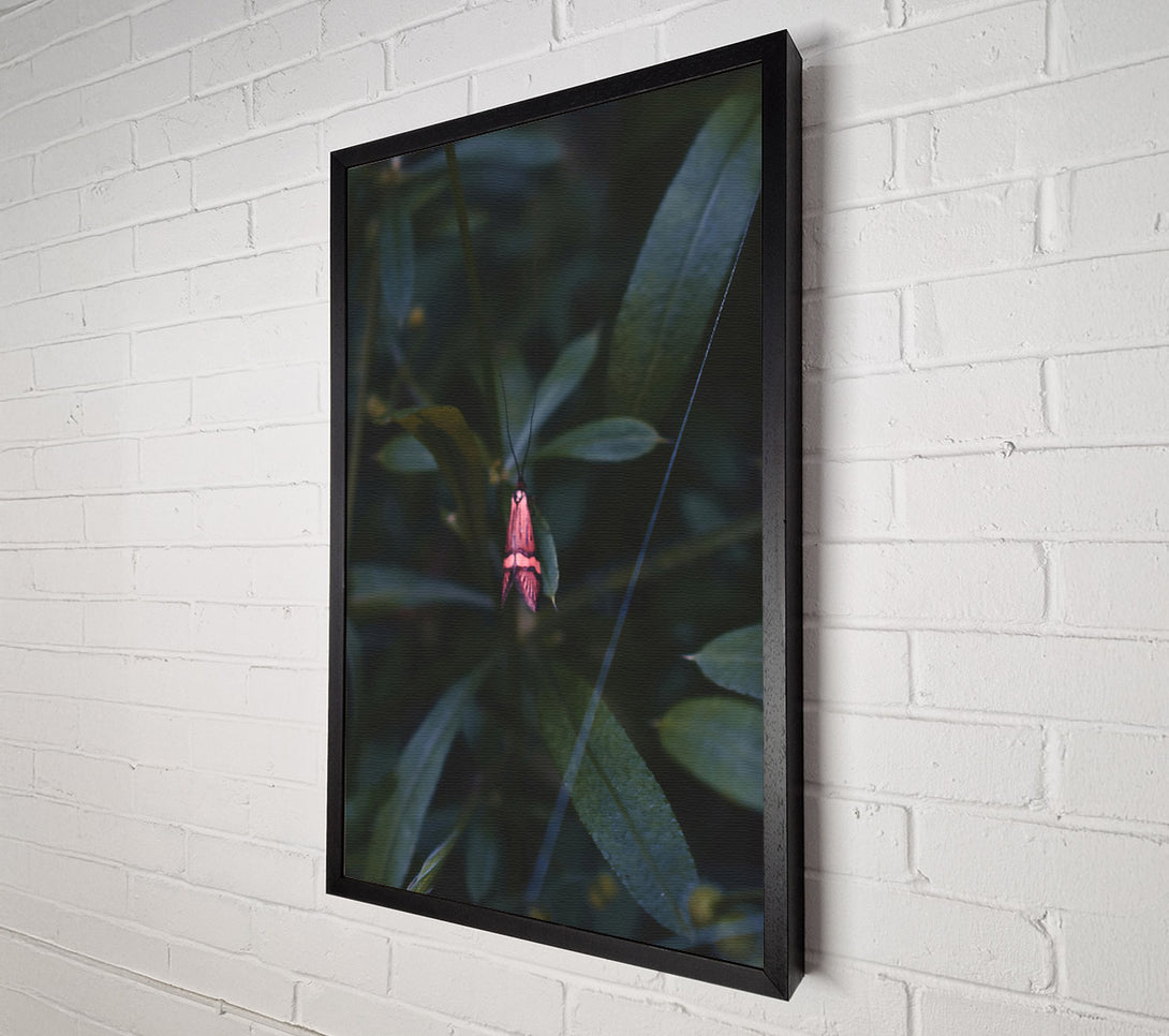  A Canvas Print of Pink Moth In The Green Canvas Art