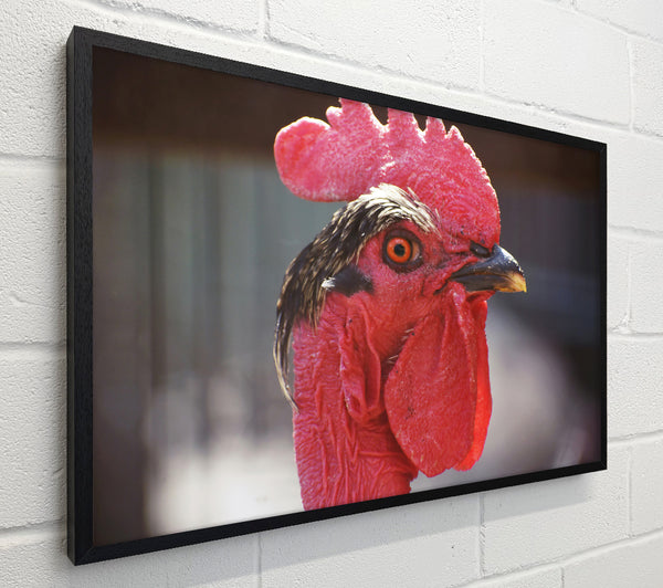 Crimson Rooster Gaze