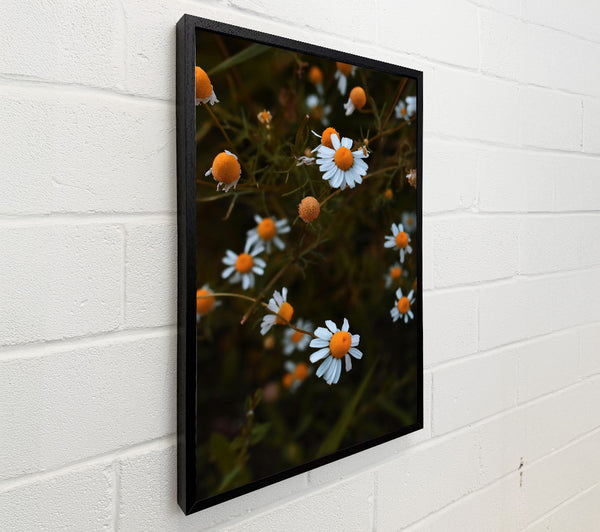 Orange-Yellow Daisies Bloom