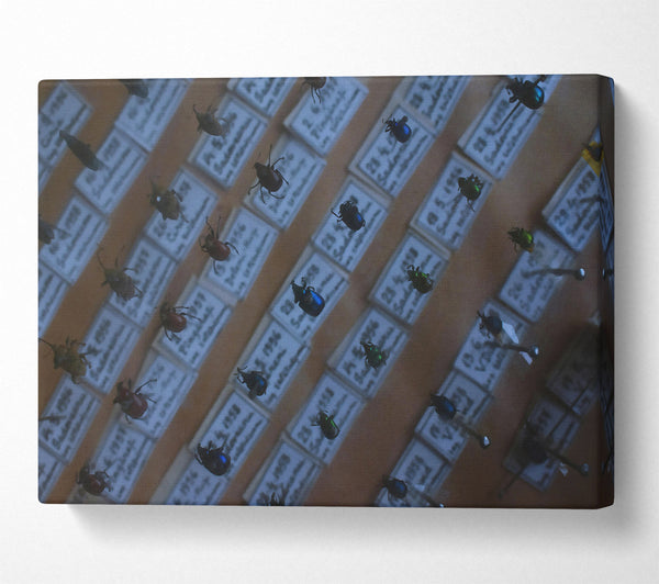  A Canvas Print of Blue Beetle Collection Canvas Print