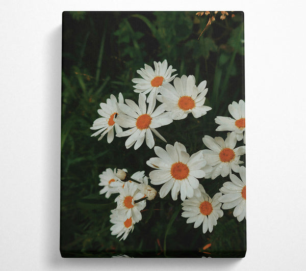  A Canvas Print of Orange Centered Daisies Canvas Art