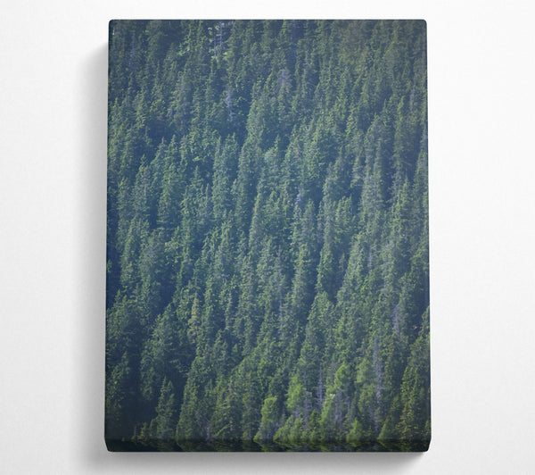  A Canvas Print of Emerald Forest Canopy Canvas Print