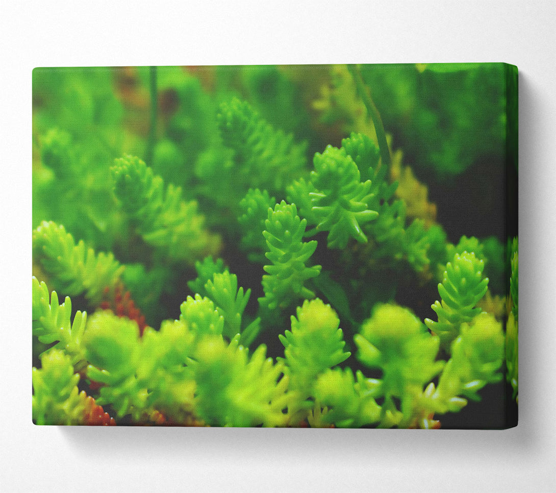  A Canvas Print of Loading... Canvas Print