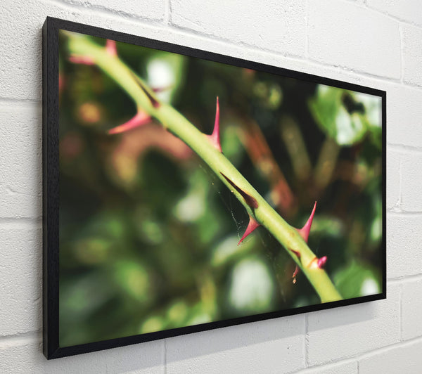 Crimson Thorns Embrace Green