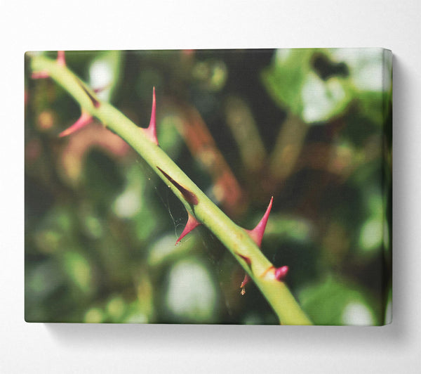  A Canvas Print of Crimson Thorns Embrace Green Canvas Wall Art