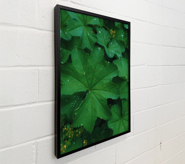 Emerald Dewy Leaf