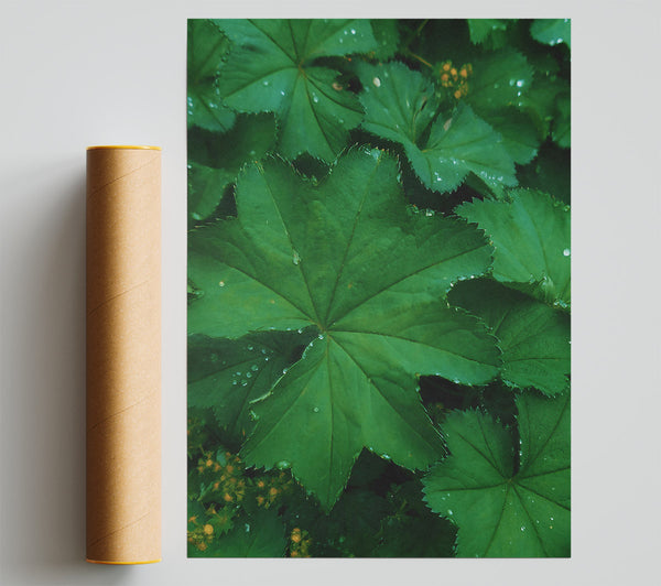 Emerald Dewy Leaf Print