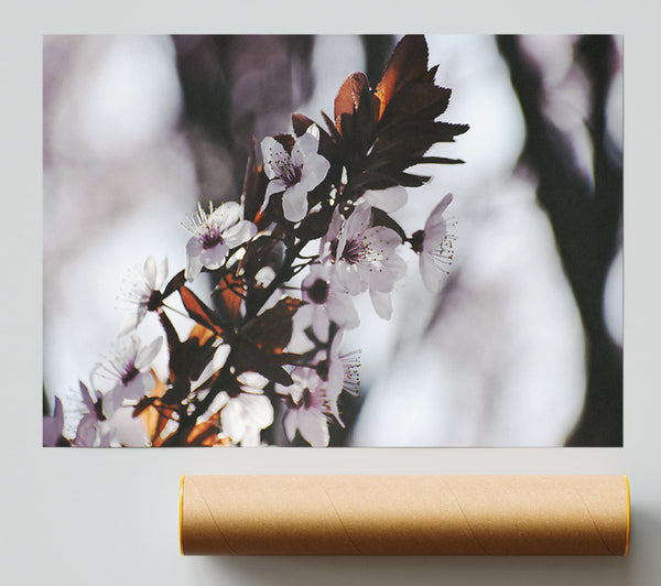 Brown And White Bloom Giclee Print