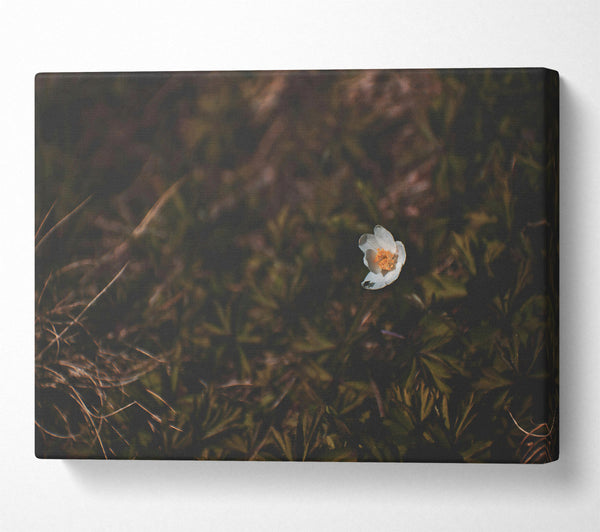  A Canvas Print of White Bloom In Green Canvas Print