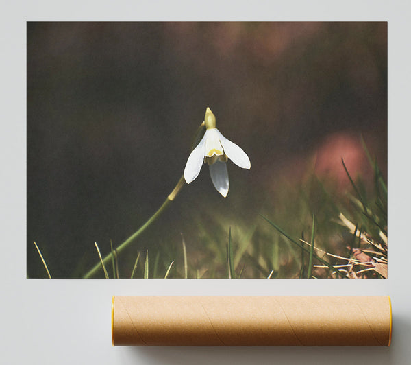 White Flower In Green Grass Print