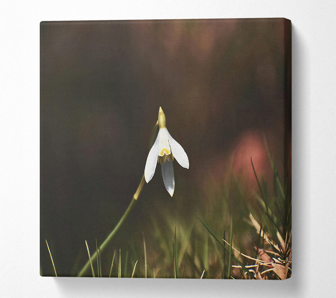  A Canvas Print of White Flower In Green Grass Canvas Wall Art