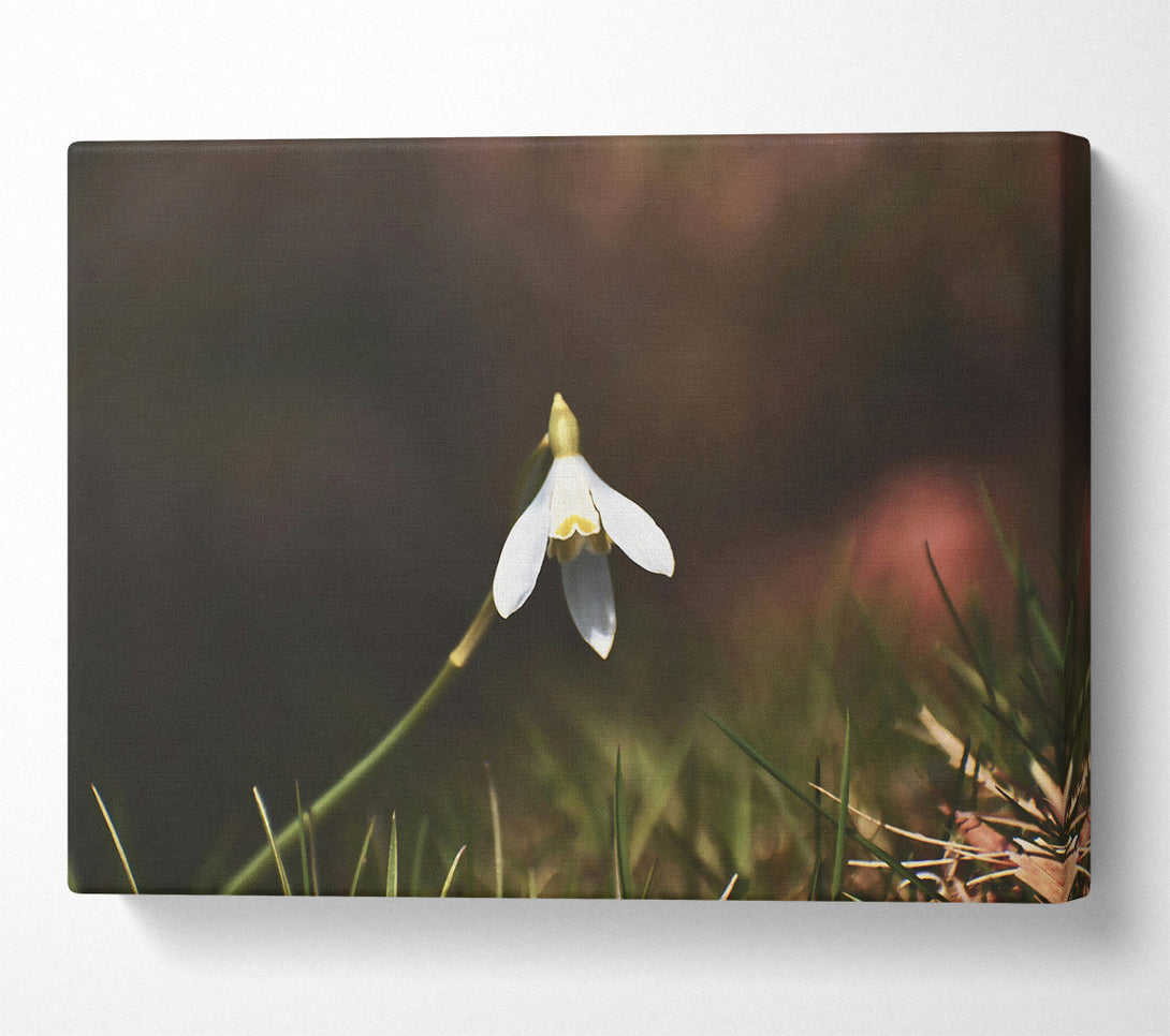  A Canvas Print of White Flower In Green Grass Canvas Wall Art