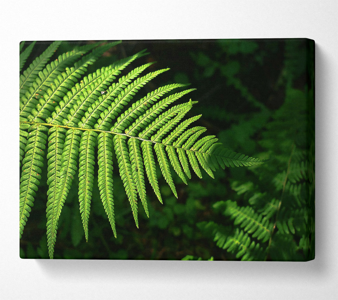  A Canvas Print of Emerald Fern Frond Canvas Wall Art