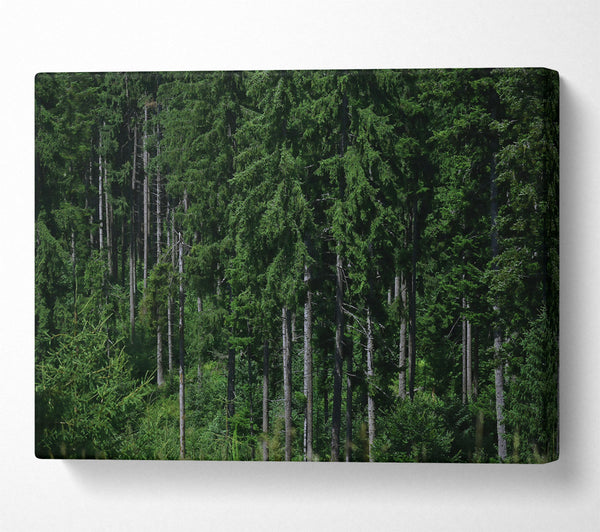  A Canvas Print of Emerald Forest Shadows Canvas Wall Art