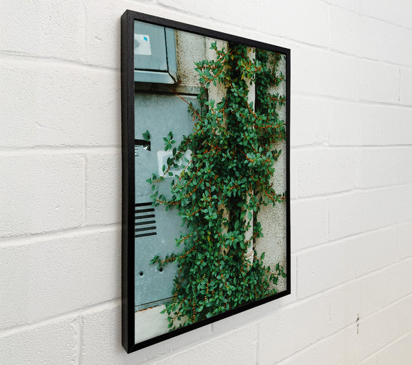 Green Vines On White Wall