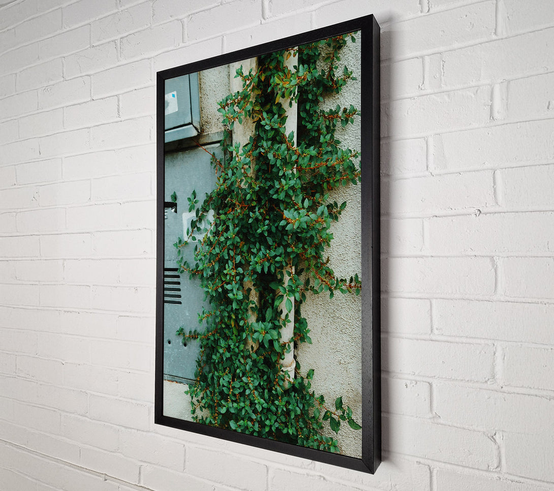  A Canvas Print of Green Vines On White Wall Canvas Print