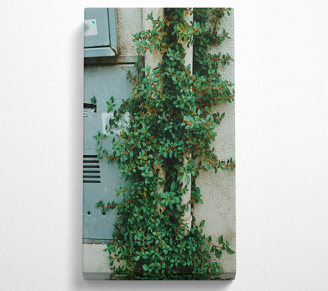  A Canvas Print of Green Vines On White Wall Canvas Print